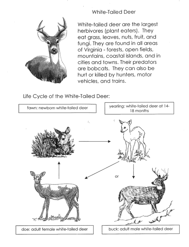 Day 3-Introduction to White-Tailed Deer Life Cycles - Elementary Life
