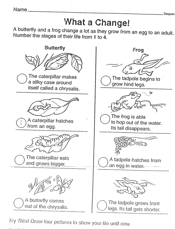Day 5-Life Cycles of a Frog - Elementary Life Cycles