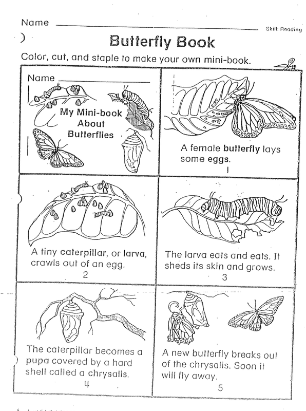 butterfly-life-cycle-printable-booklet